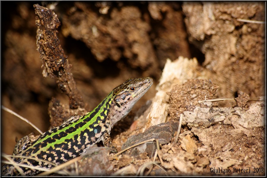 podarcis sicula, lucertola campestre